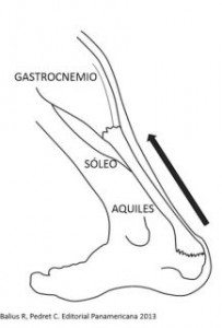 Tendó d'Aquil.les