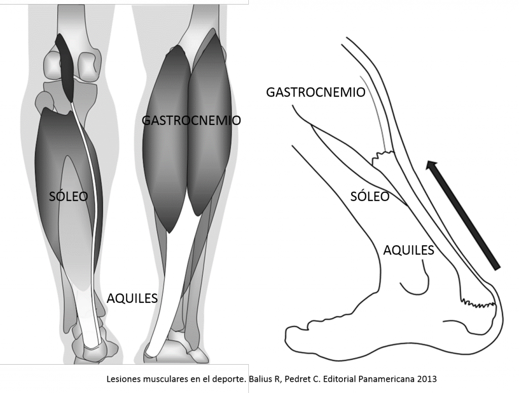 Anatomia Tríceps sural